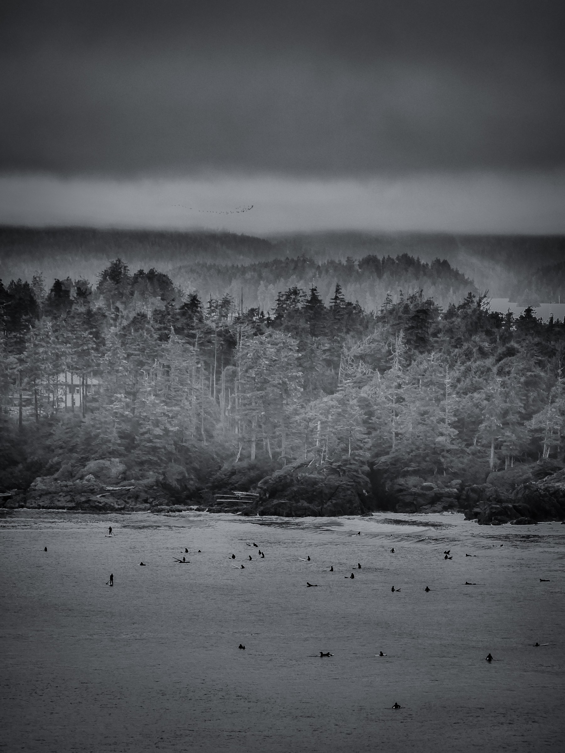 Misty forest along the shore with birds on the water, photo by Byron Lambert