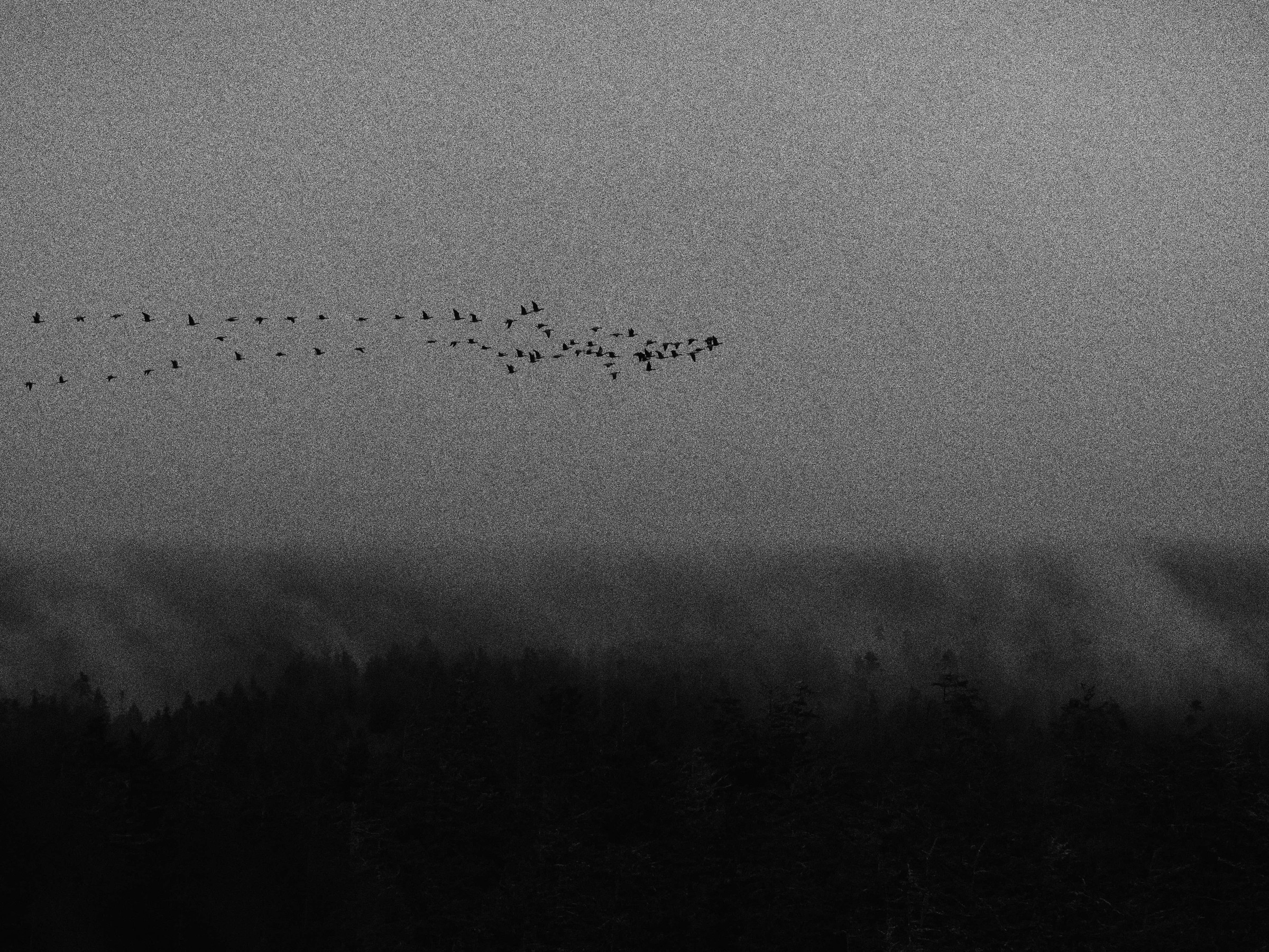 Black and white: a flock of birds over a bank of fog, photo by Byron Lambert